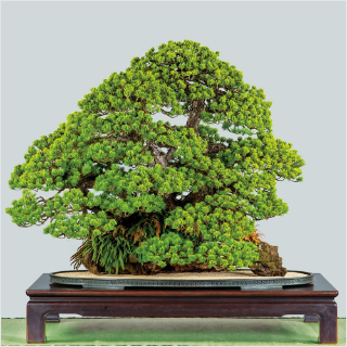 国風盆栽展&貴重盆栽登録樹集！ 計42冊セット！japan BONSAI