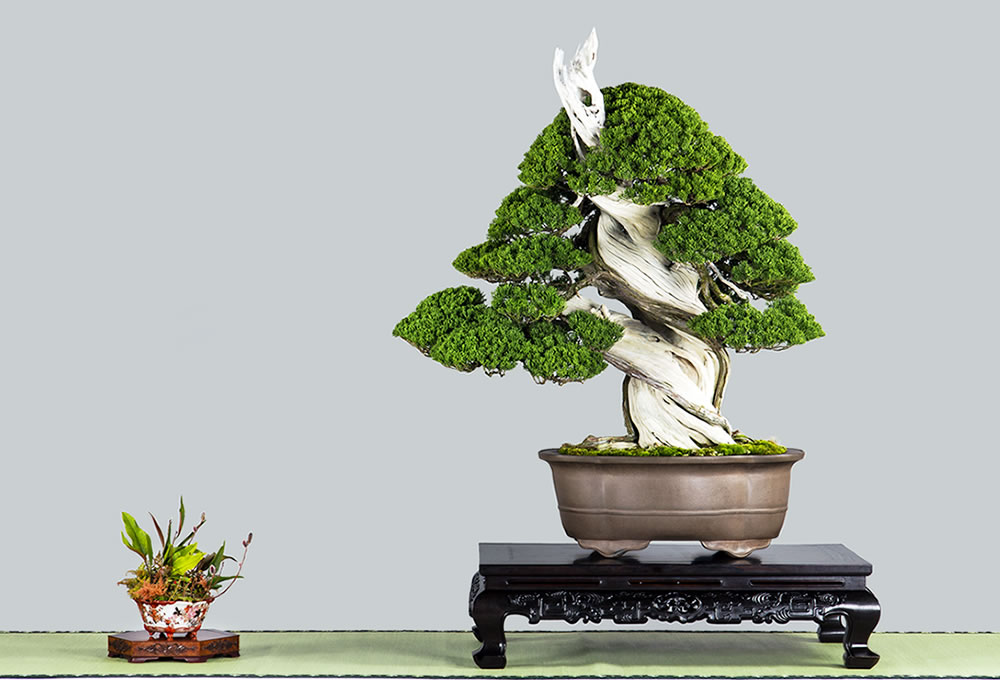 国風盆栽展&貴重盆栽登録樹集！ 計42冊セット！japan BONSAI